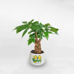 kimnganbinhmowgarden