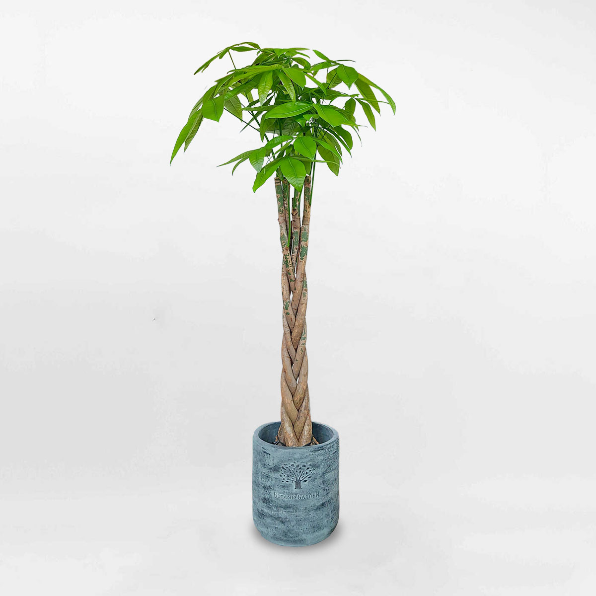 kimnganbinhmowgarden1