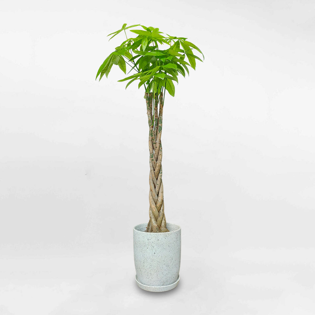 kimnganbinhmowgarden2