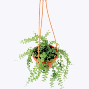 Cây Lan Tim Nhí/ Cây Khúc Thủy – Cao 10cm