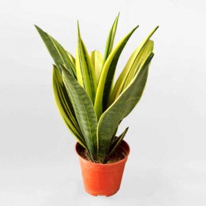 luoi ho hoang kim goled Sansevieria trifasciata Gold Flame 1a