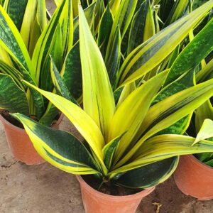 luoi ho hoang kim goled Sansevieria trifasciata Gold Flame 4