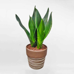 luoi ho thai Sansevieria Black Diamond
