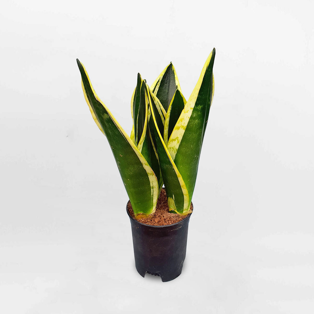 luoi ho thai xanh de ban 1