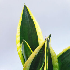 luoi ho thai xanh de ban 2