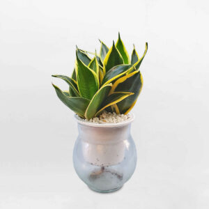 cây lưỡi hổ xanh thủy sinh