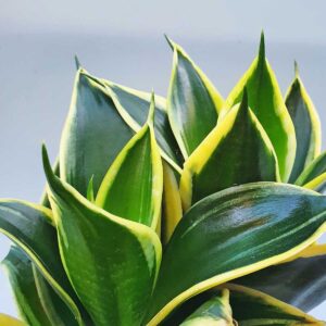 cây lưỡi hổ xanh thủy sinh