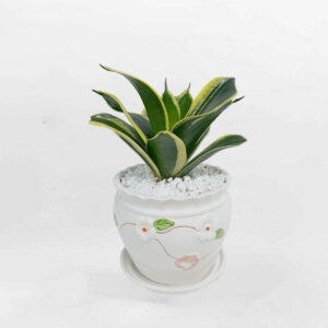 luoi ho xanh mini mowgarden 01