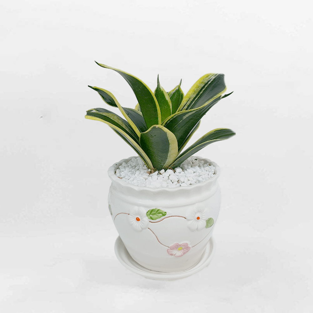 luoi ho xanh mini mowgarden 01