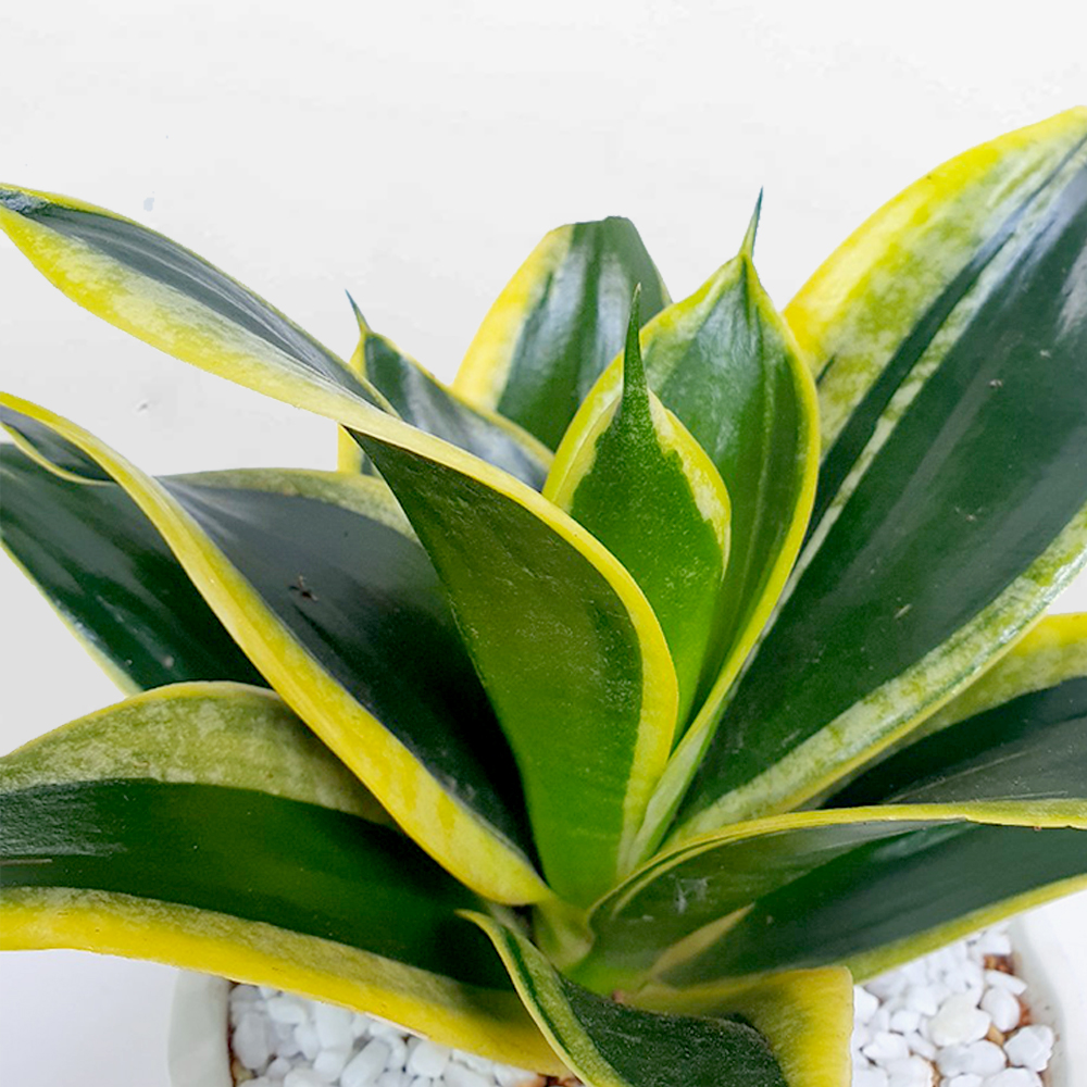 luoi ho xanh mini mowgarden 02