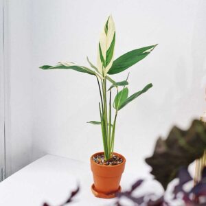 Maranta Arundinacea Variegata