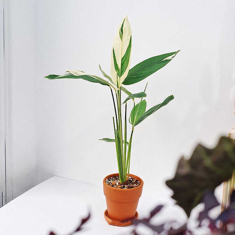 Maranta Arundinacea Variegata