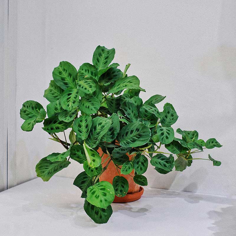 maranta leuconeura kerchoviana 1