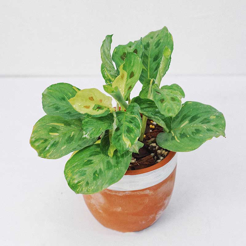 maranta leuconeura kerchoviana variegata