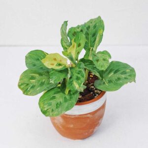 maranta leuconeura kerchoviana variegata