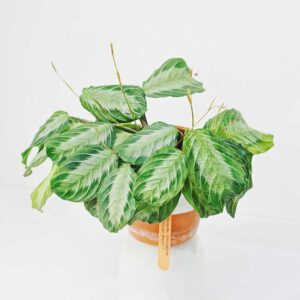 maranta silver band 4