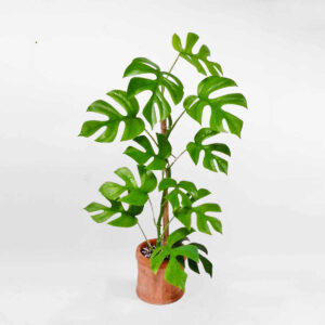 mons mini Thai rhaphidophora tetrasperma mowgarden