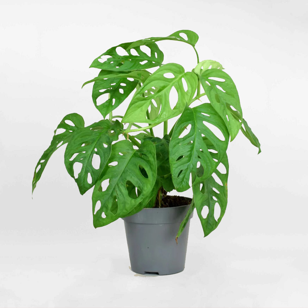Monstera adansonii Philodendron Monkey Mask MOWGARDEN 2