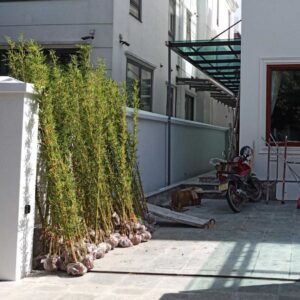 mua cay truc quan tu 1 1