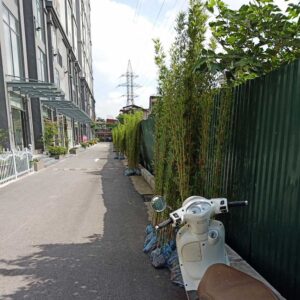 mua cay truc quan tu 2 1