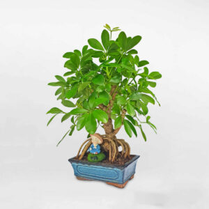 ngu gia bi bon sai 1