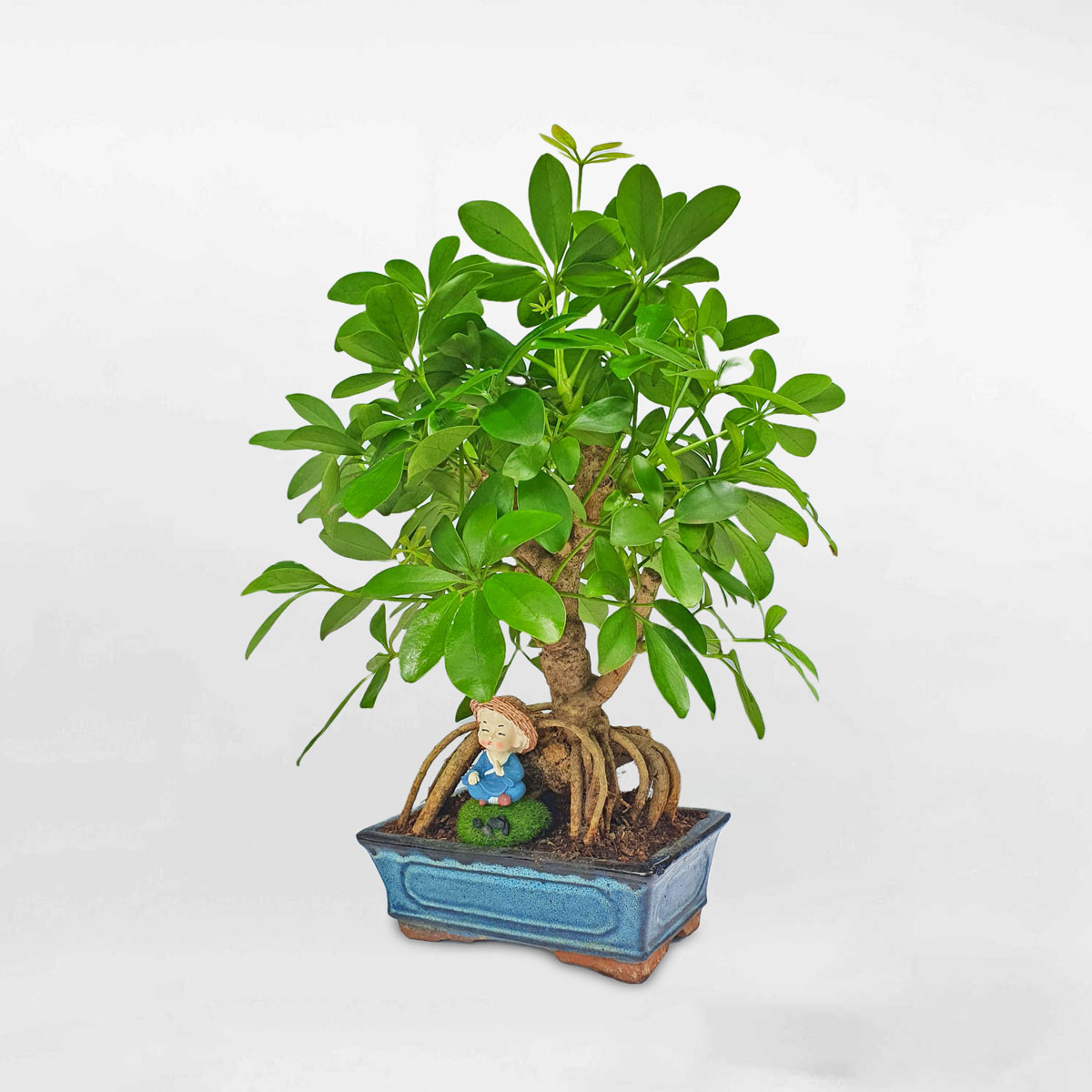 ngu gia bi bon sai 1