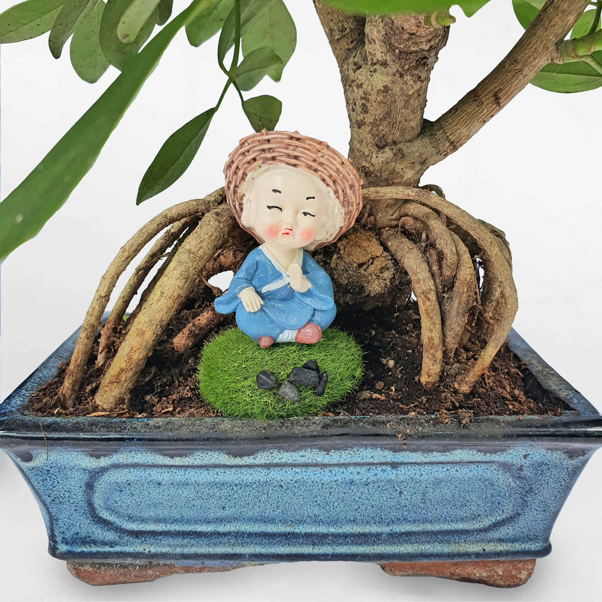 ngu gia bi bon sai 2a