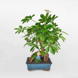 ngu gia bi bon sai 3