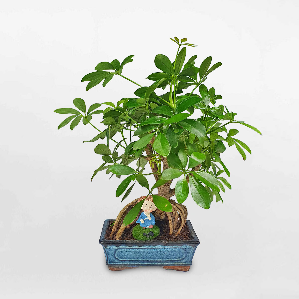 ngu gia bi bon sai 3