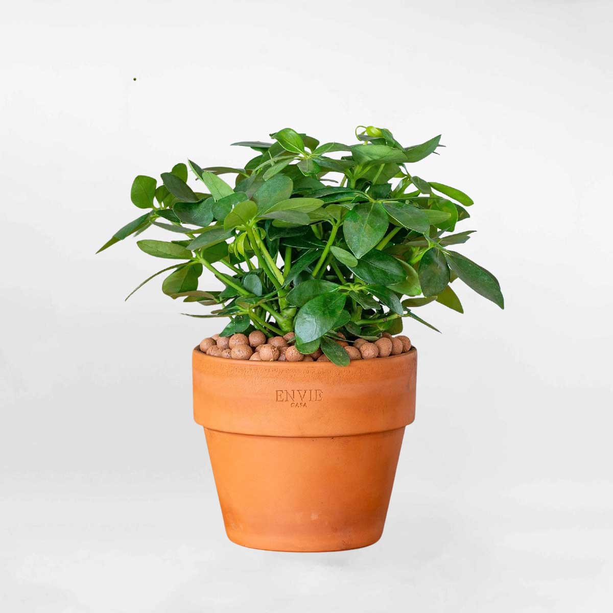 ngu gia bi de ban chau gom mowgarden