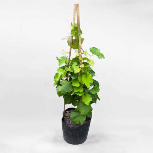 Cây nho xanh chậu ươm FRUI021