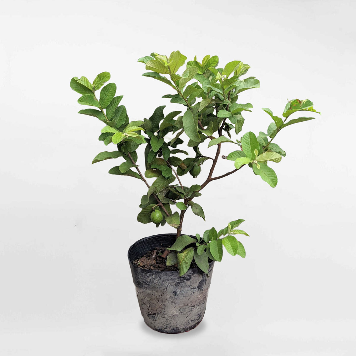 oi ruot do tan chau 1