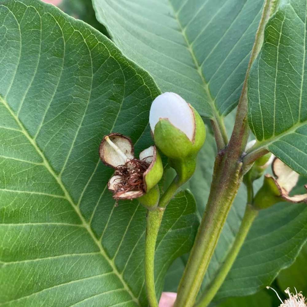 oi ruot do tan chau 3