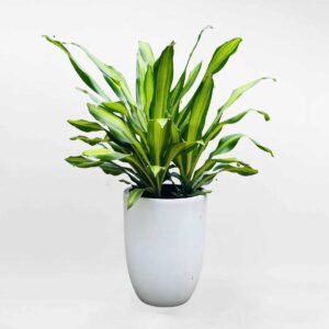 phat tai dai loan chau su trang mowgarden