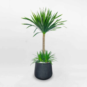 phattainuimowgarden1