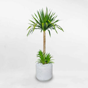 phattaituimowgarden3