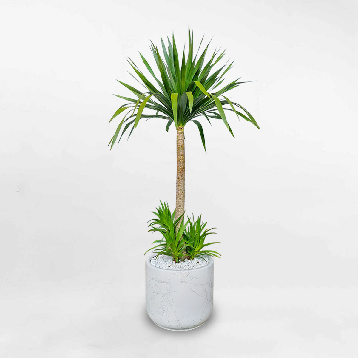 phattaituimowgarden3