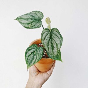 philodendron brandtianum