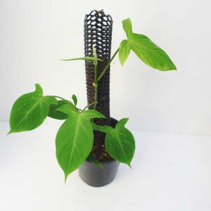 philodendron camposportoanum 1