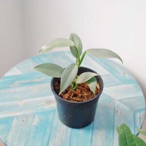 philodendron hastatum