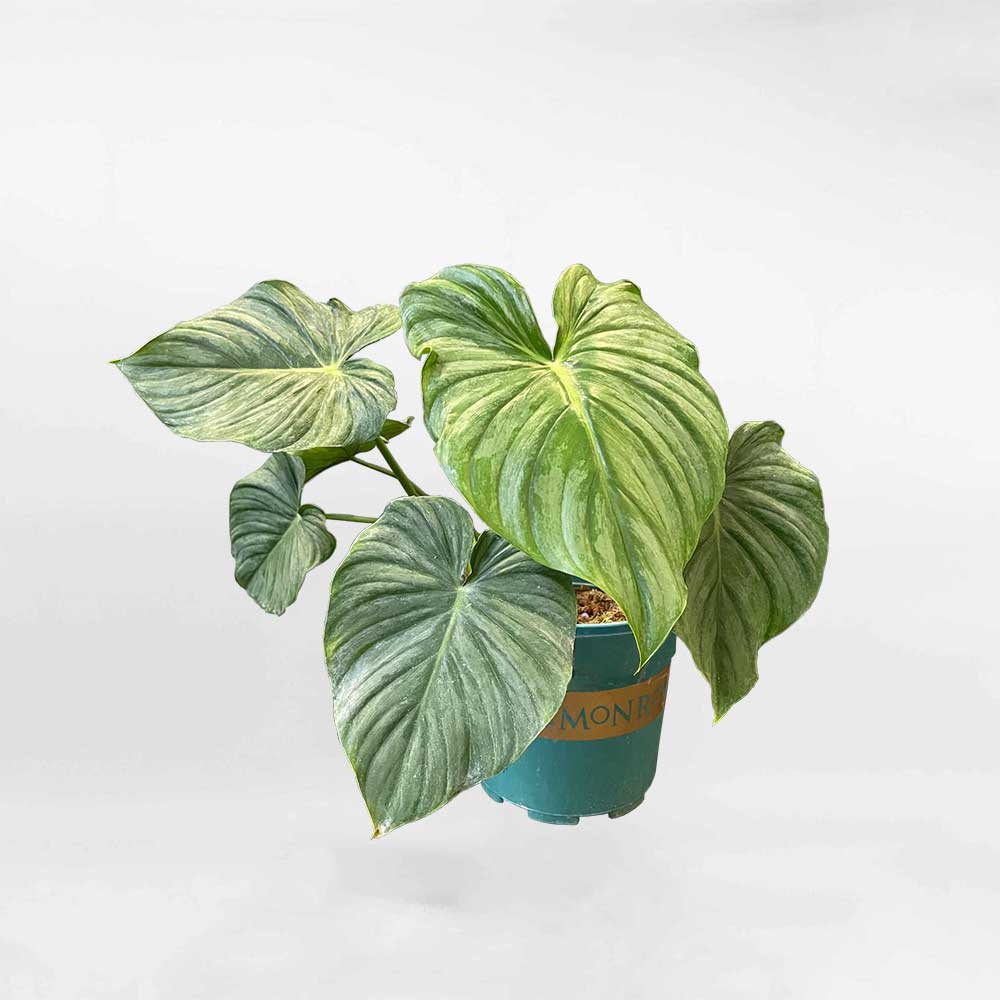 Philodendron Sodiroi