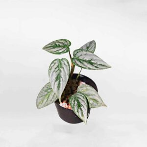 Philodendron Sodiroi1