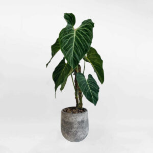 Philodendron Splendid
