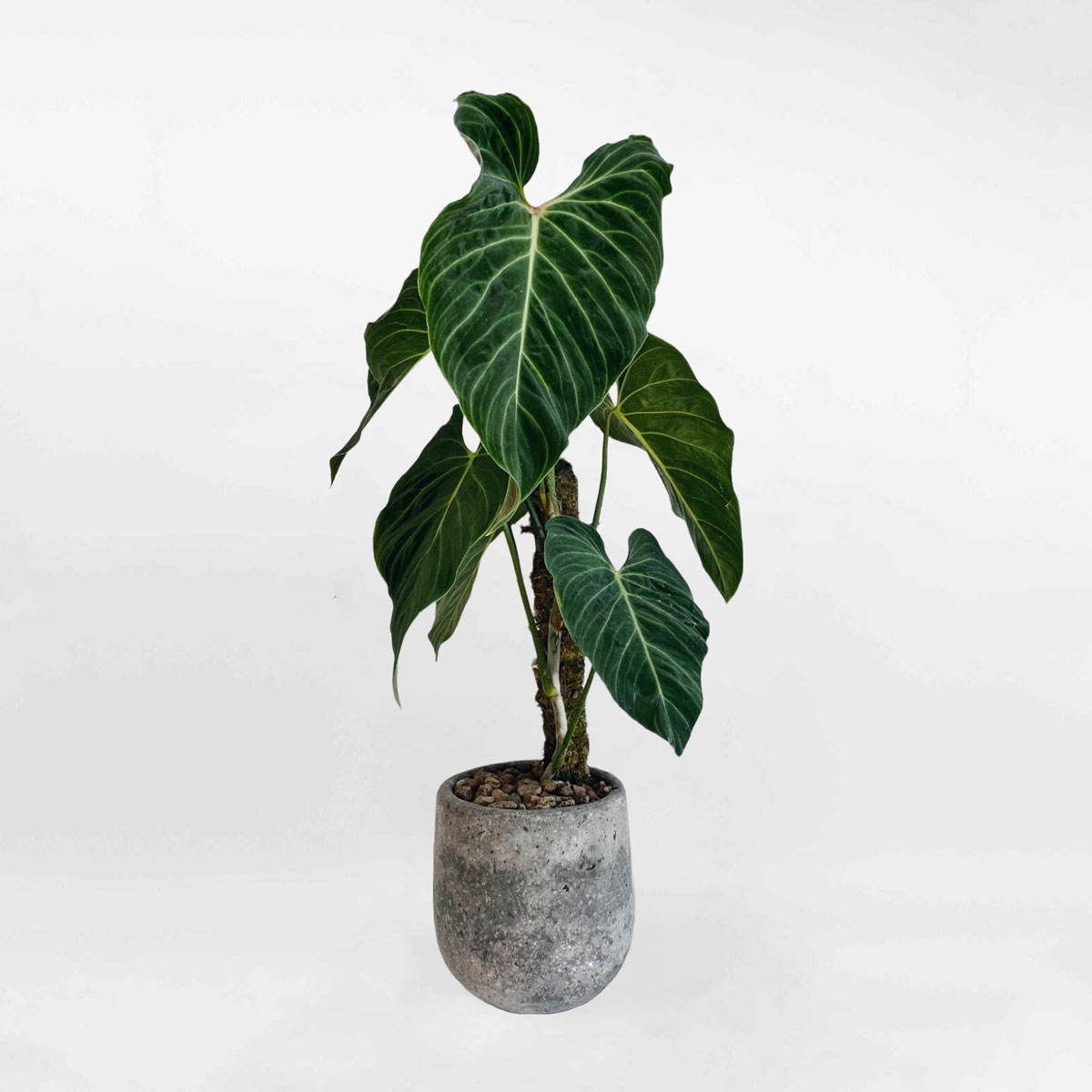 Philodendron Splendid