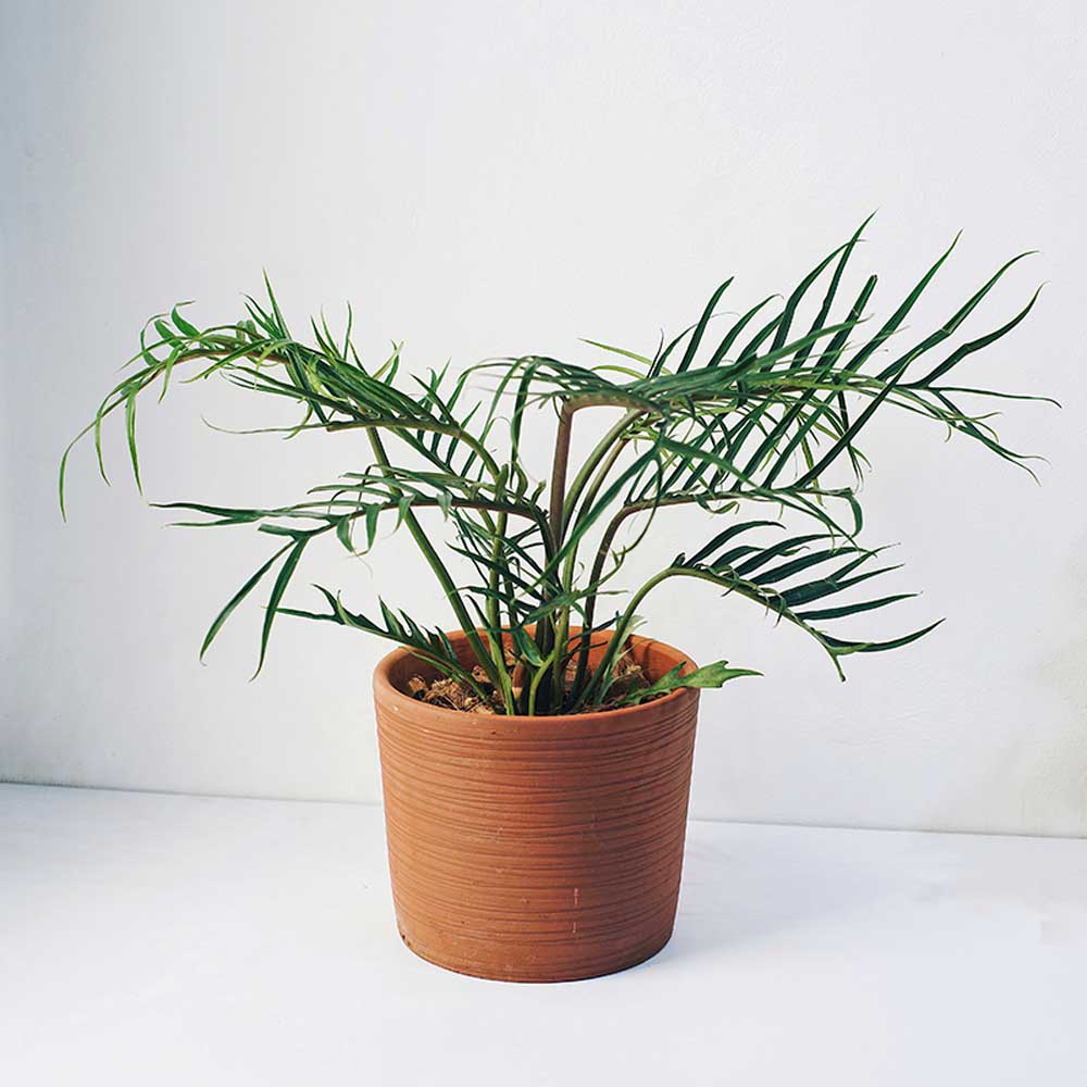 philodendron tortum web 1