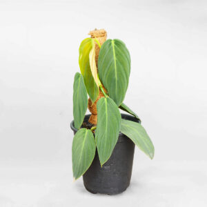 philodendrongigasmowgarden