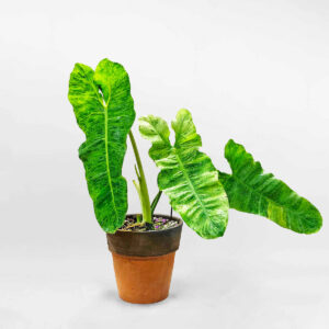 philodendronparaisomowgarden