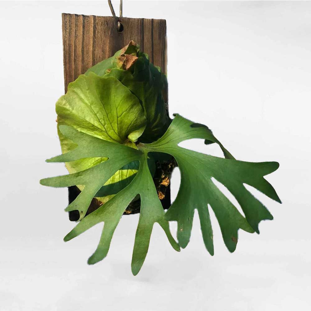 Platycerium Kitshakood