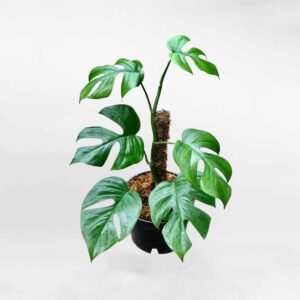 Rhaphidophora Tetrasperma