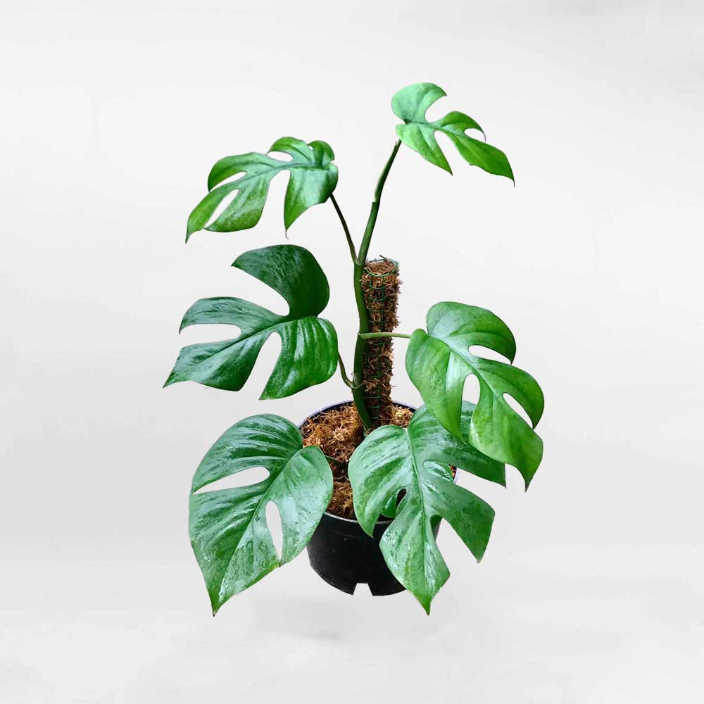 Rhaphidophora Tetrasperma